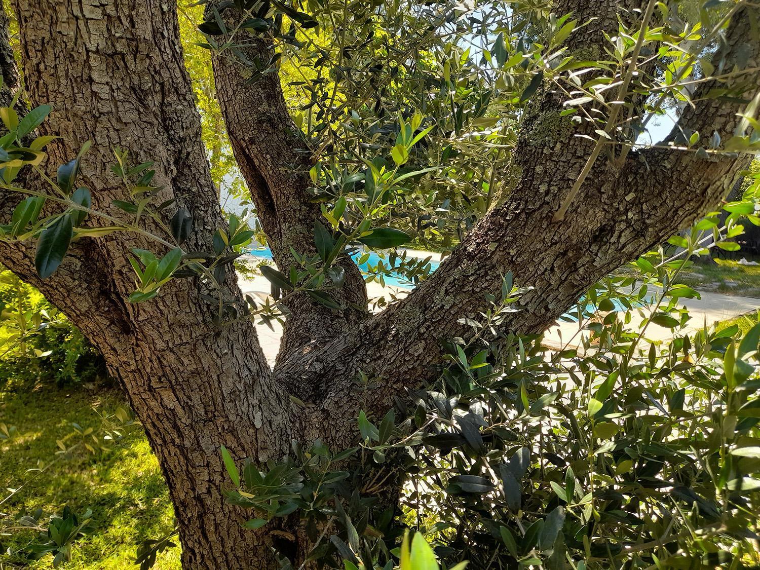 Вілла La Dimora Dei Gelsi Castri di Lecce Екстер'єр фото